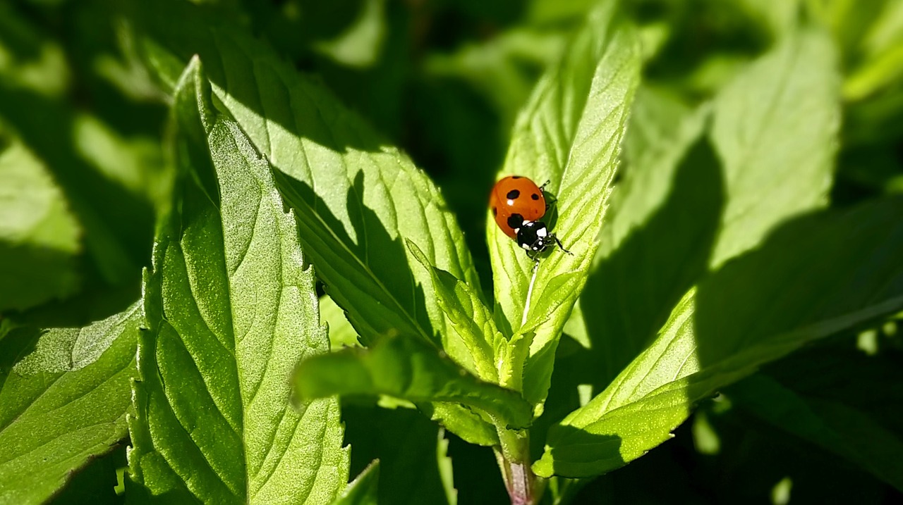 Image - ladybug mint leaves green red