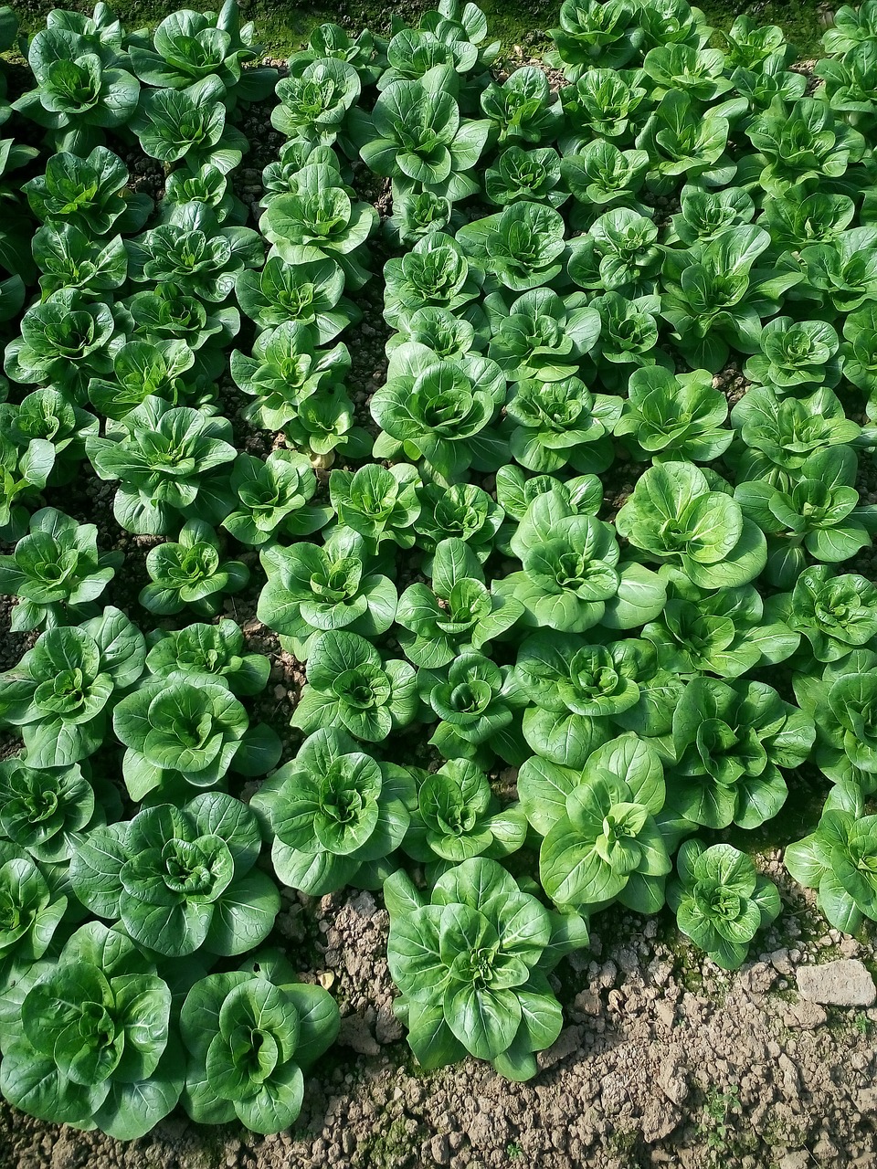 Image - vegetables short foot yellow