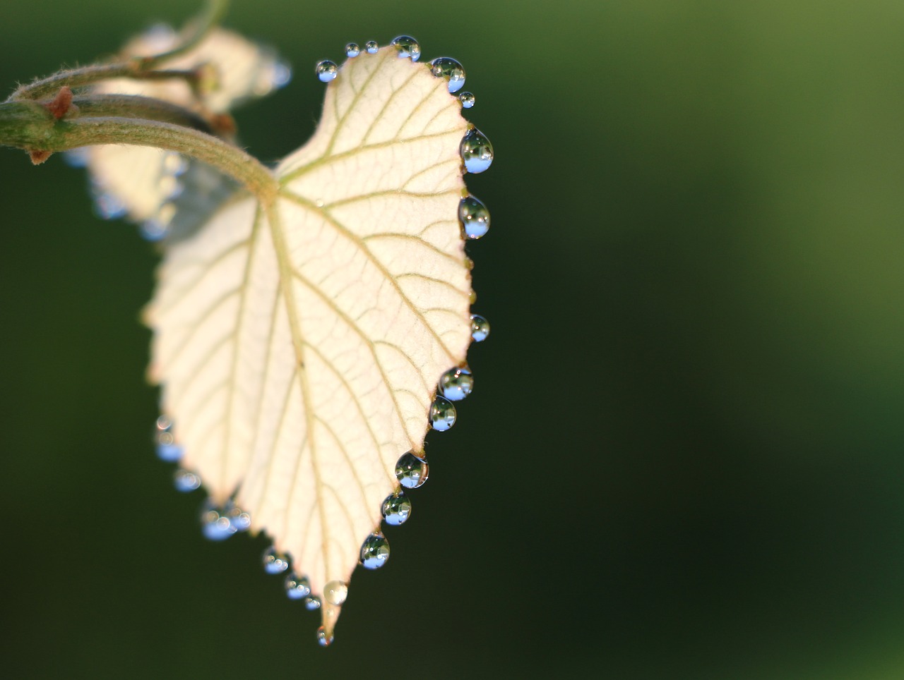 Image - rosa loza sheet grapes drops