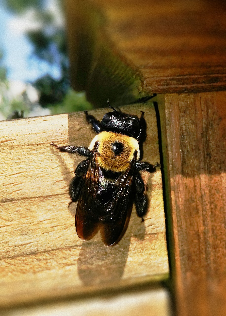 Image - carpenter bee bee xylocopa