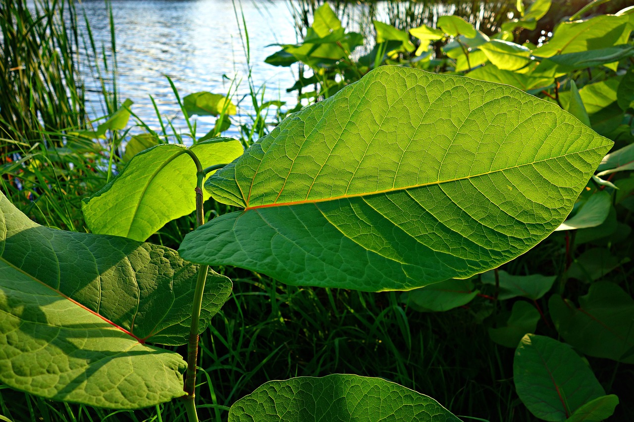 Image - leaf foliage vein backlight