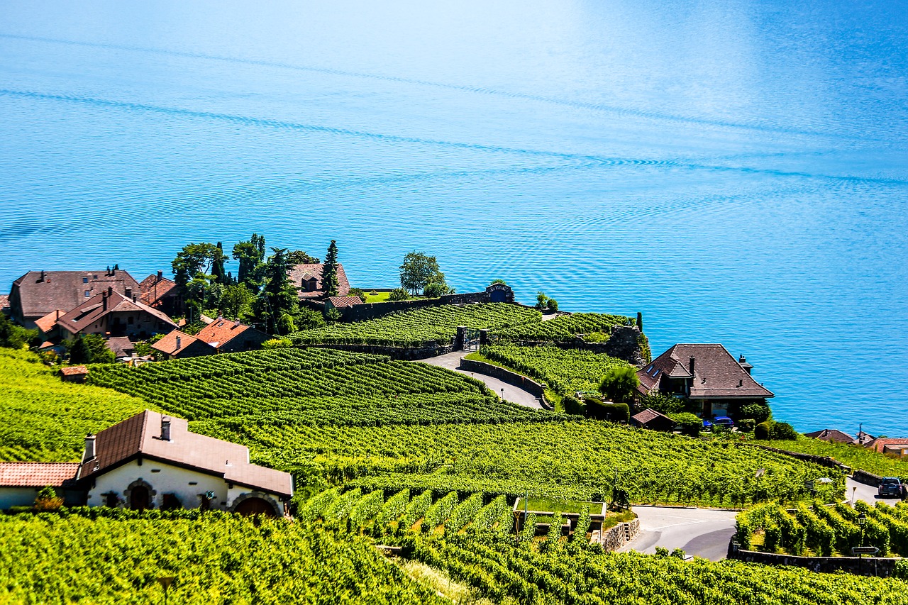 Image - swiss montreux vineyard