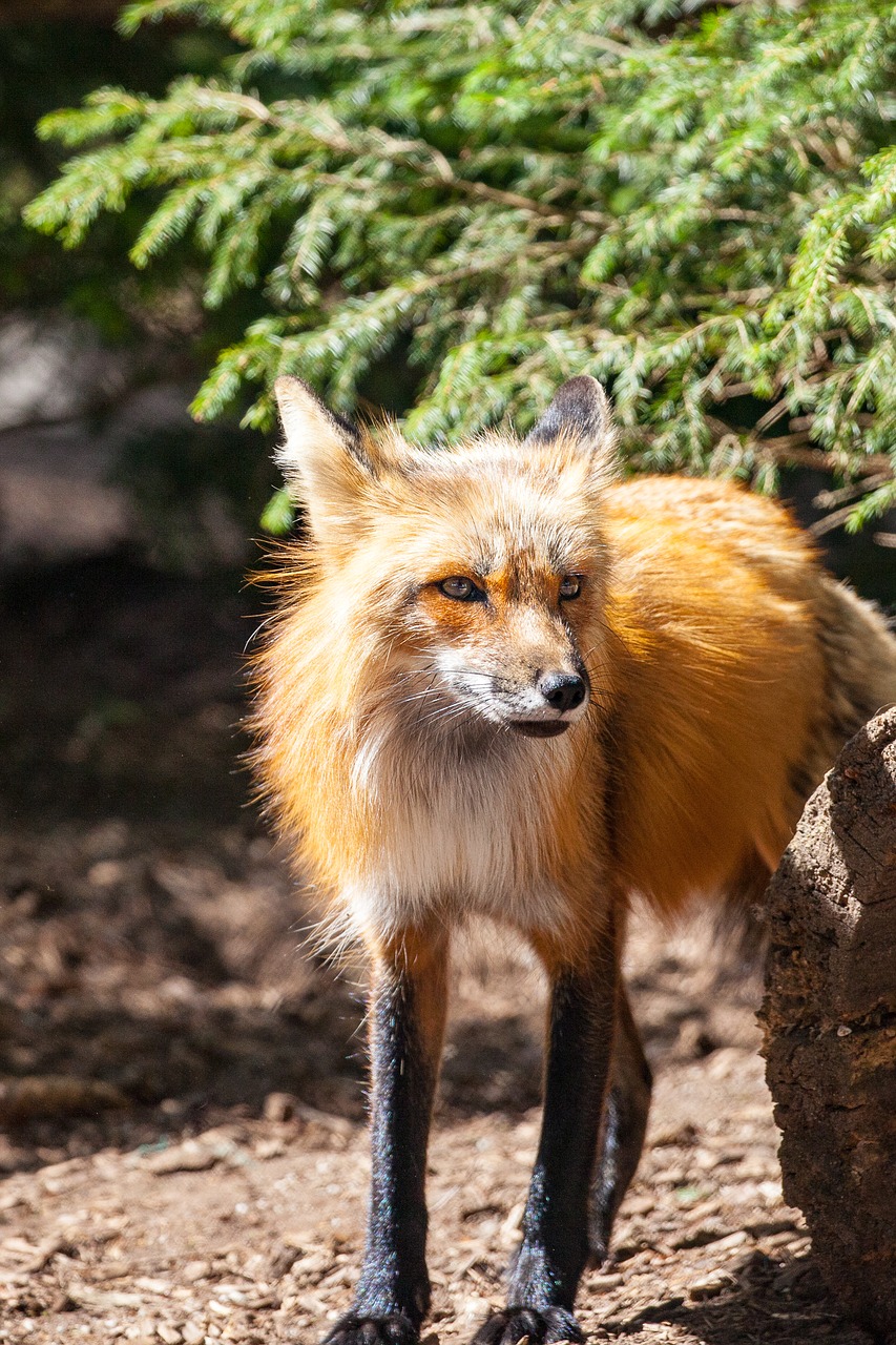 Image - fuchs wild cheeky wild animal