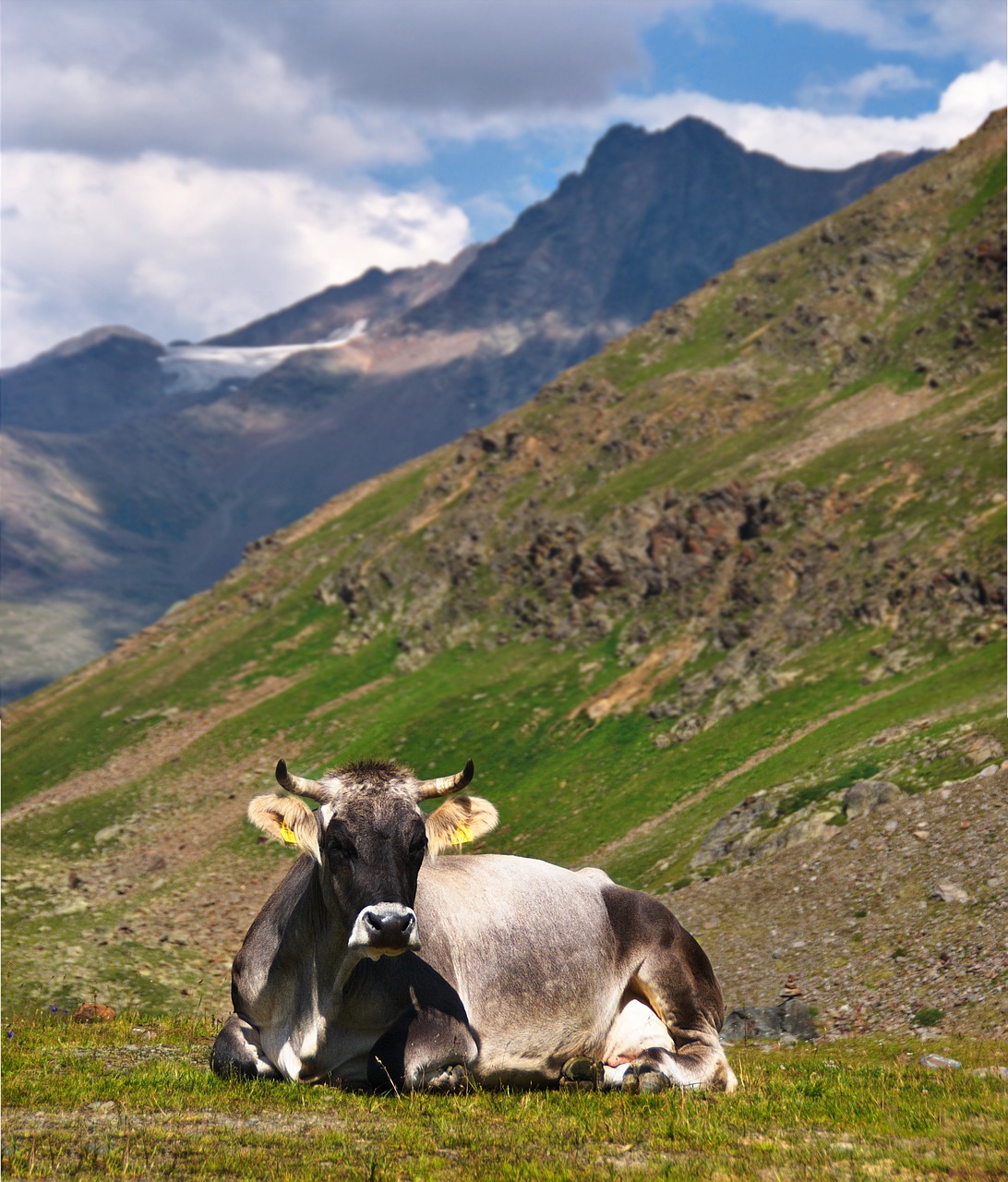 Image - cow the alps rest rumination rocks