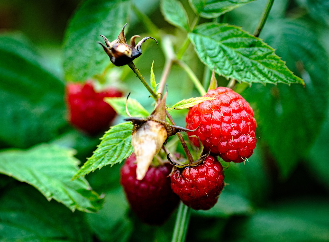 Image - raspberries garden plant lean