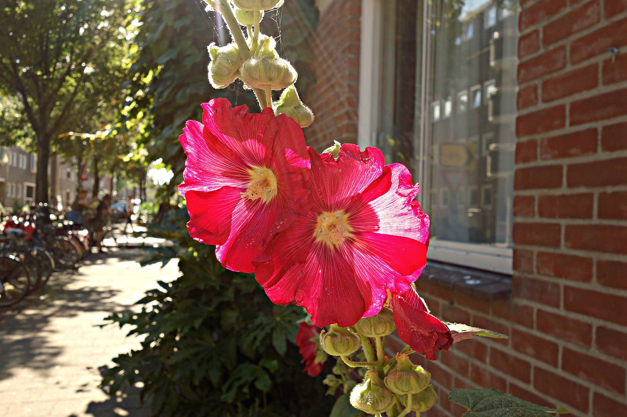 Image - hollyhock common hollyhock alcea