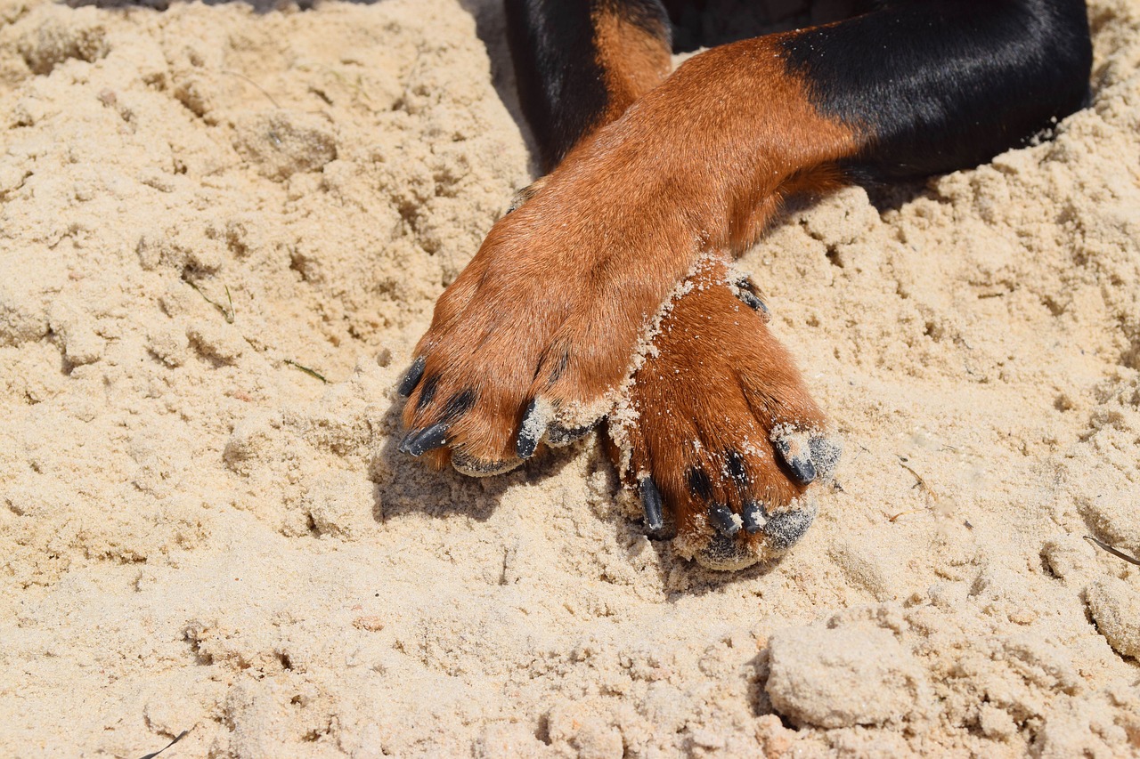 Image - dog pinscher paws pets pet animal