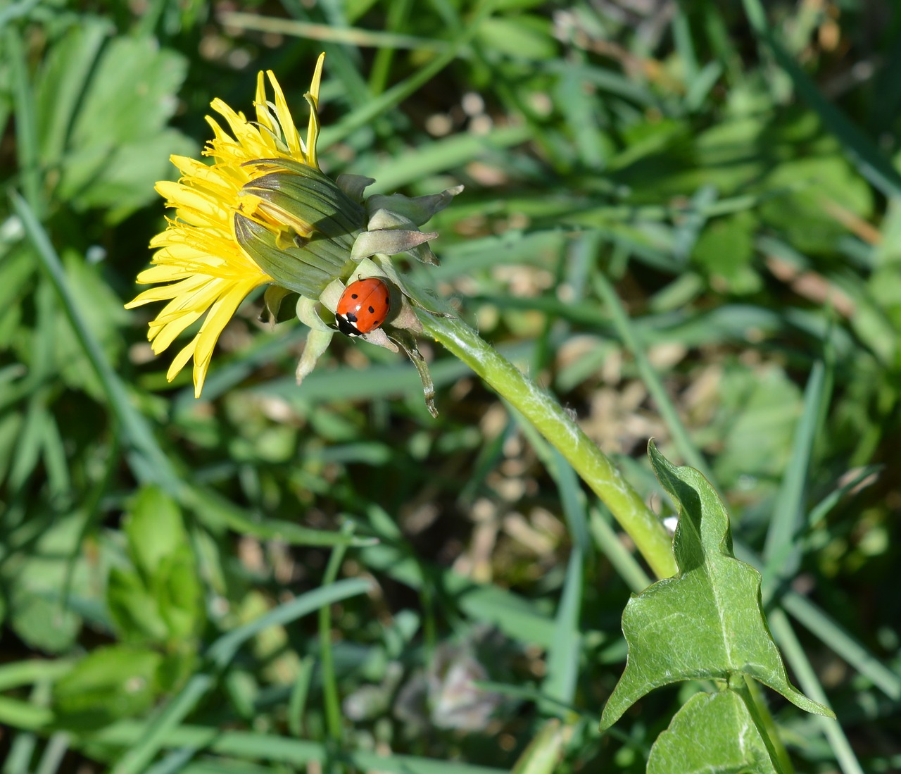 Image - dandelion nature ladybug flower