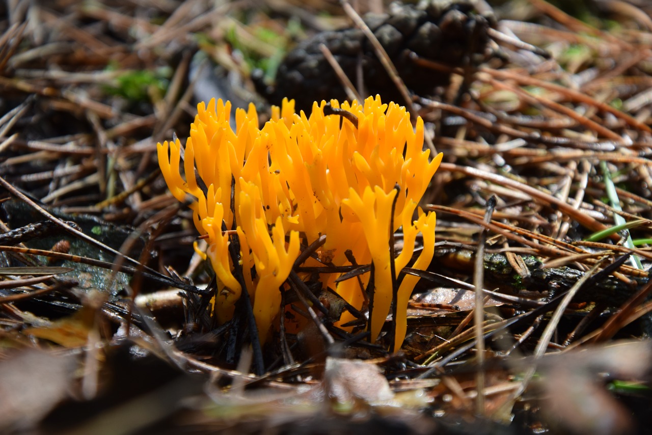 Image - mushroom forest litter nature