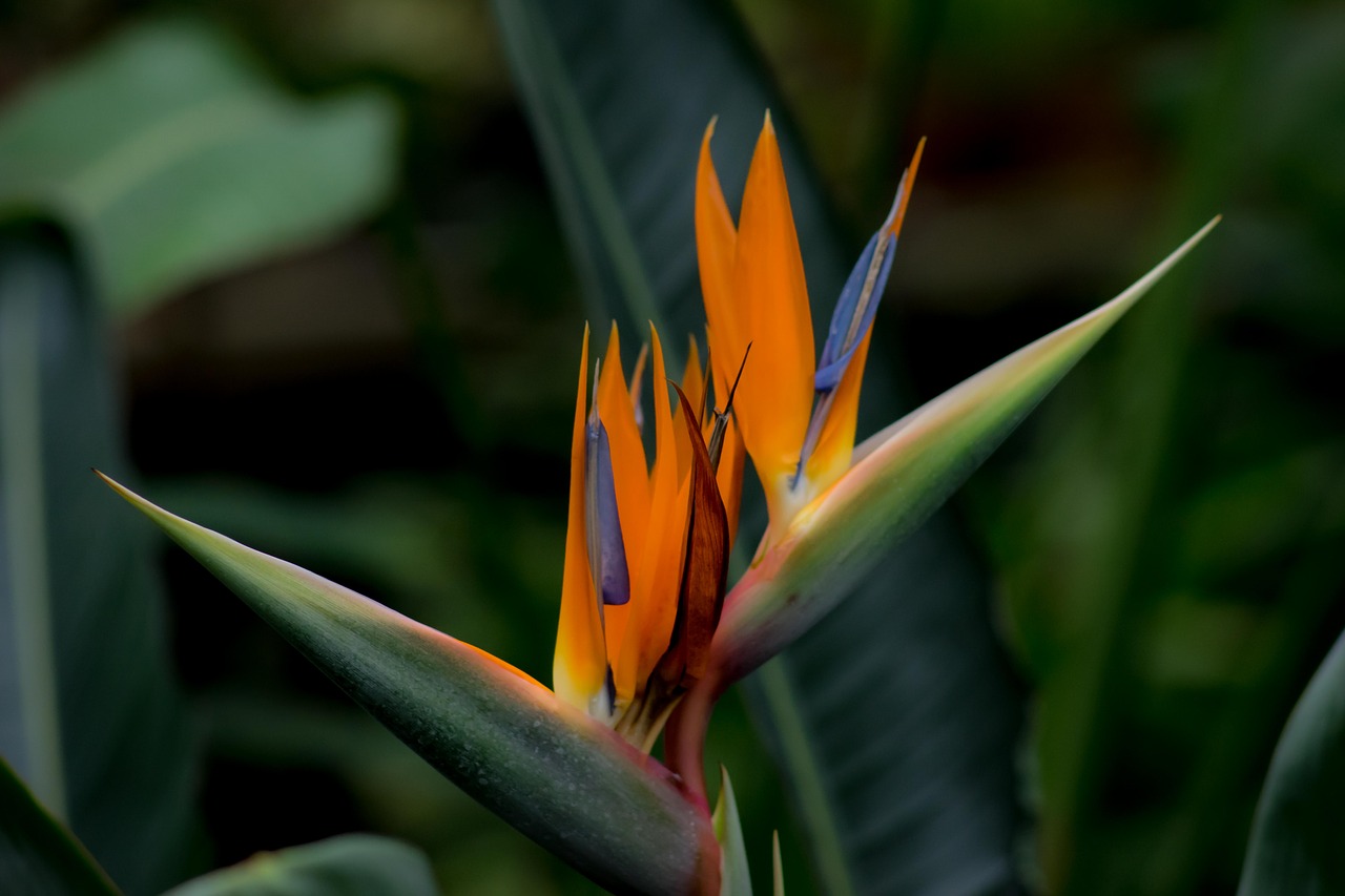 Image - strelitzia bird of paradise flower