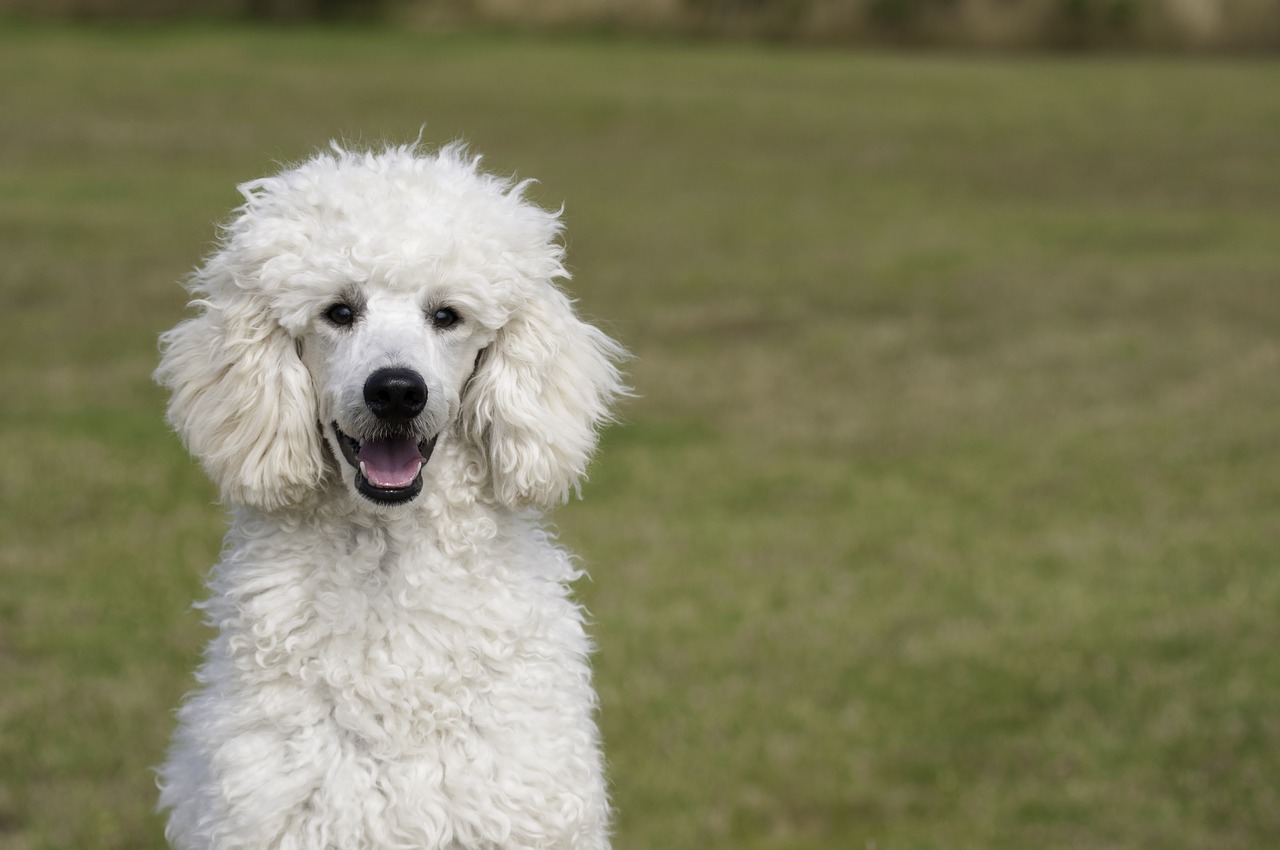 Image - poodle the poodle dog the dog breed