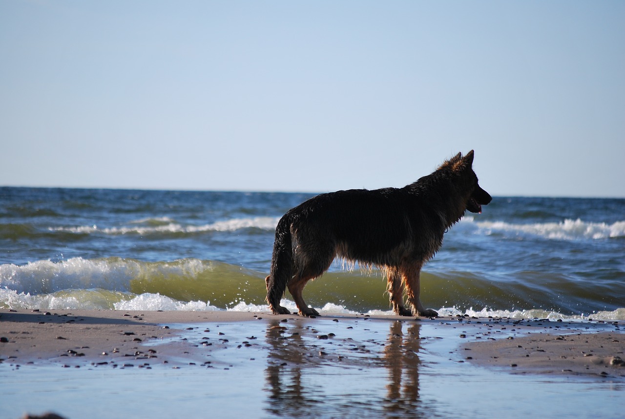 Image - dog nature the baltic sea animal