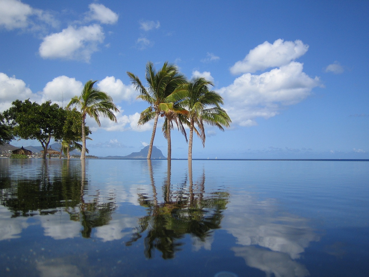 Image - mauritius pool palm trees sea