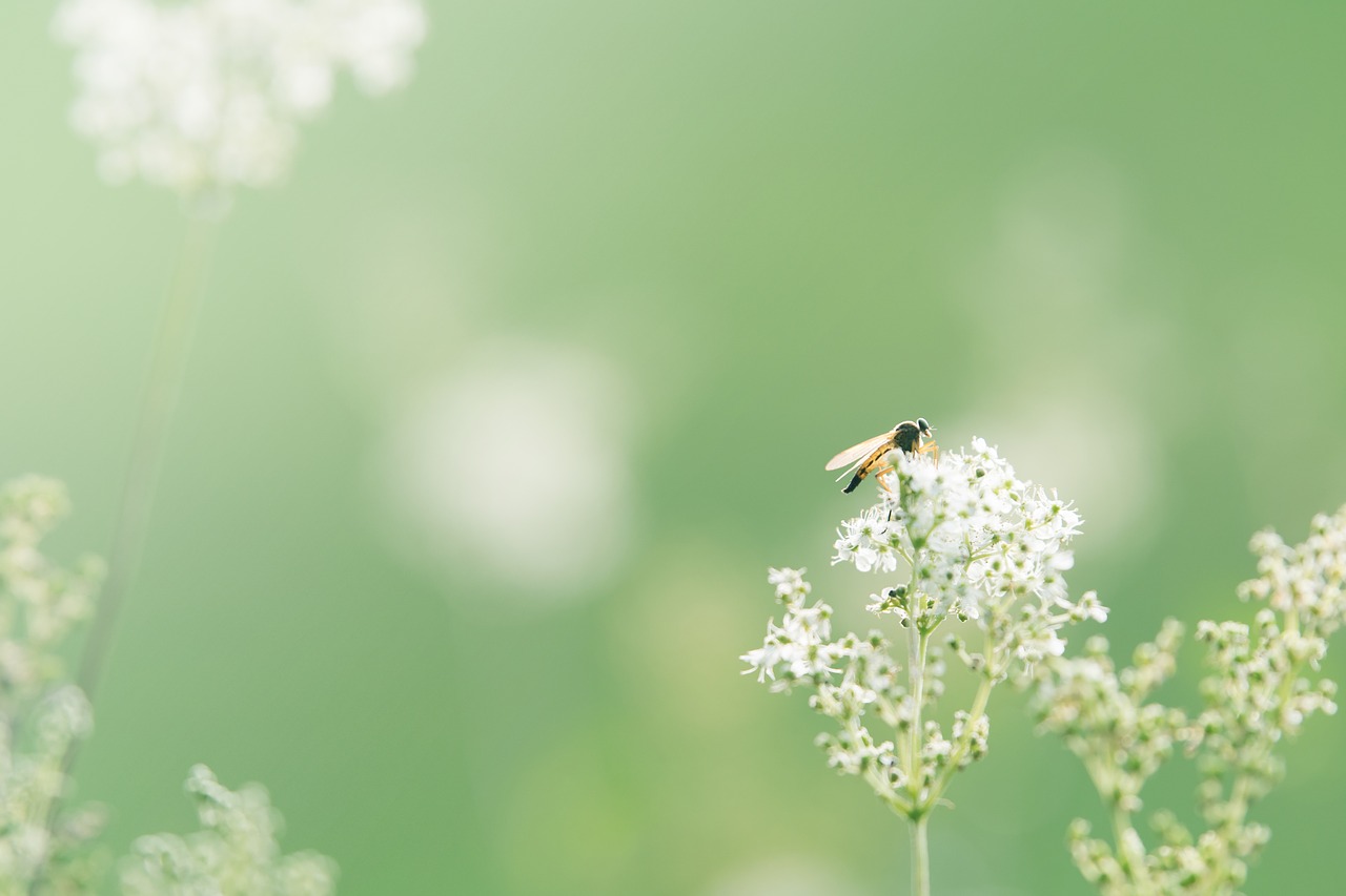 Image - wild flower background flower close