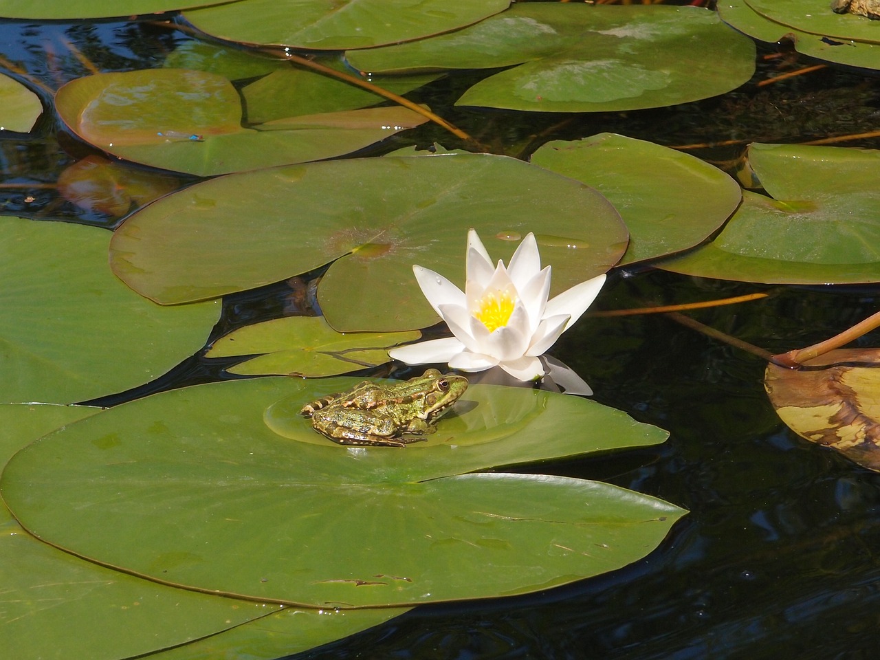 Image - water river water lilies frog