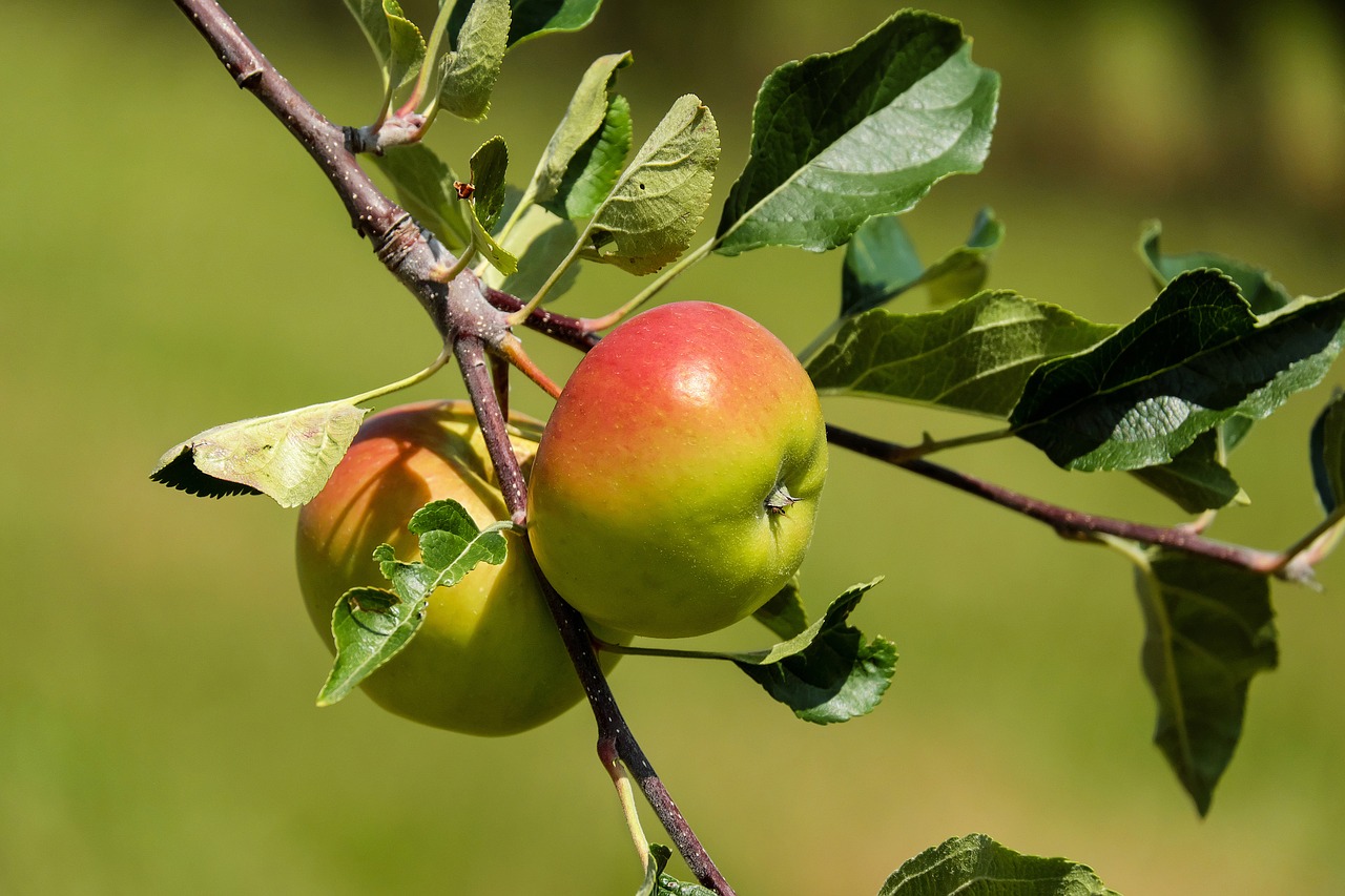 Image - apple fruit fruits red green