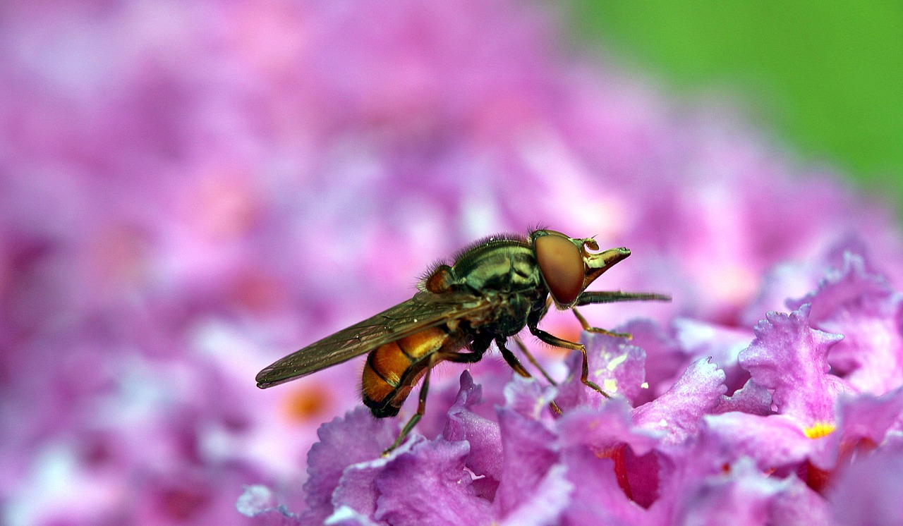 Image - fly field beak campestris hoverfly