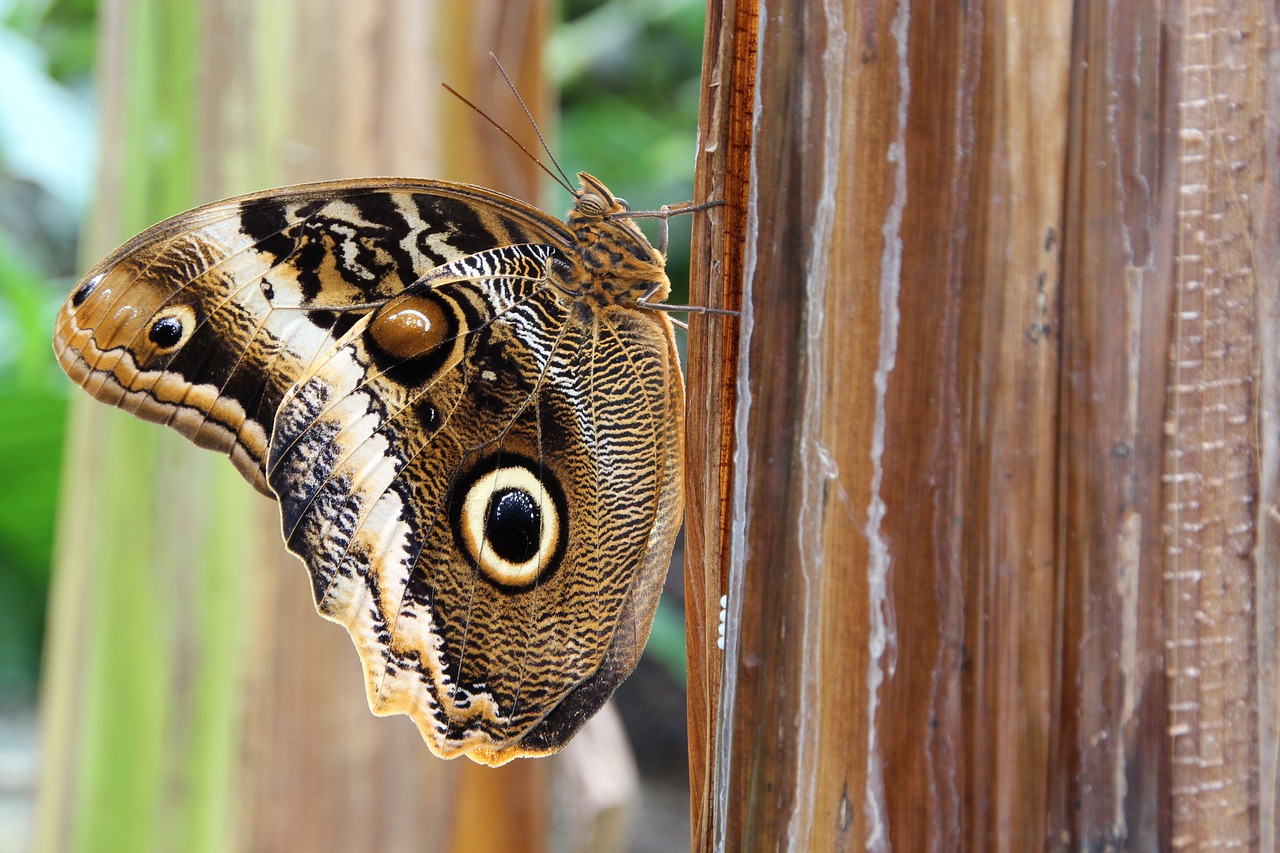 Image - owl butterfly butterfly insect