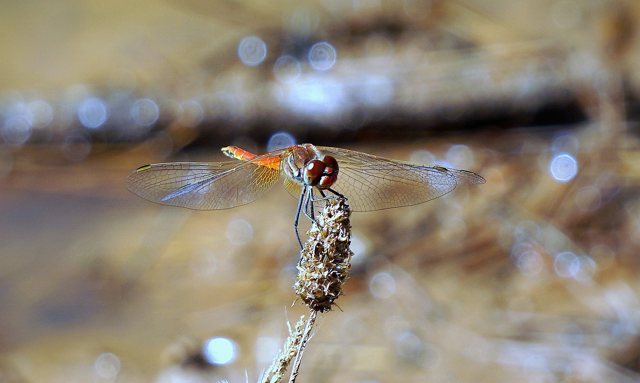 Image - dragonfly insect red dragonfly red