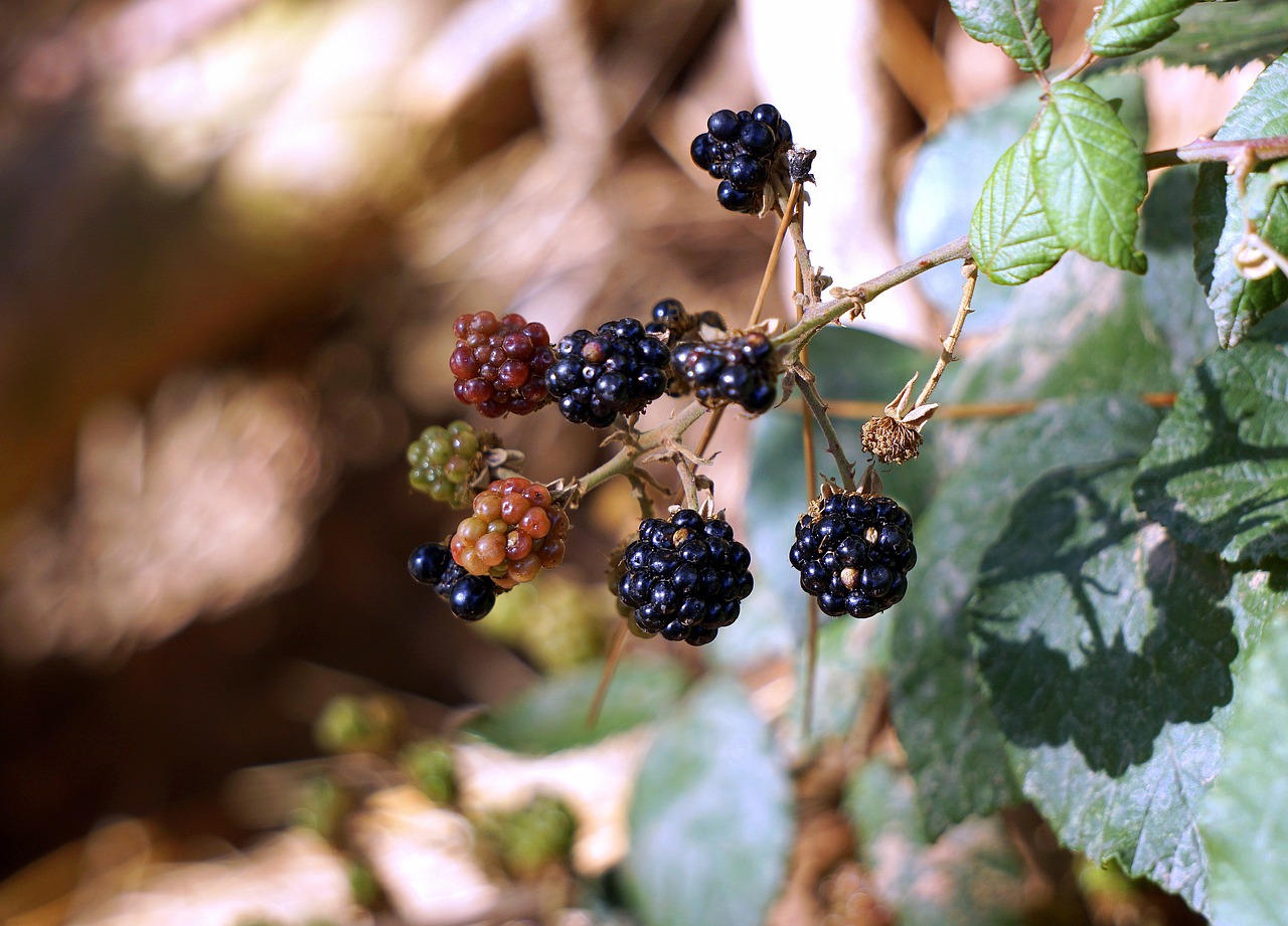 Image - blackberries berries red fruit