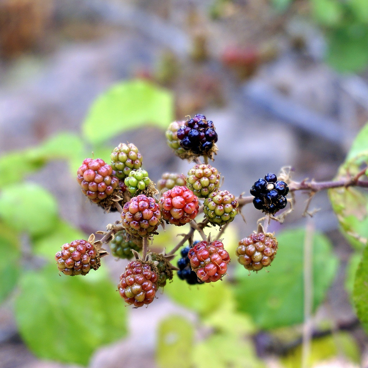 Image - blackberries berries red fruit