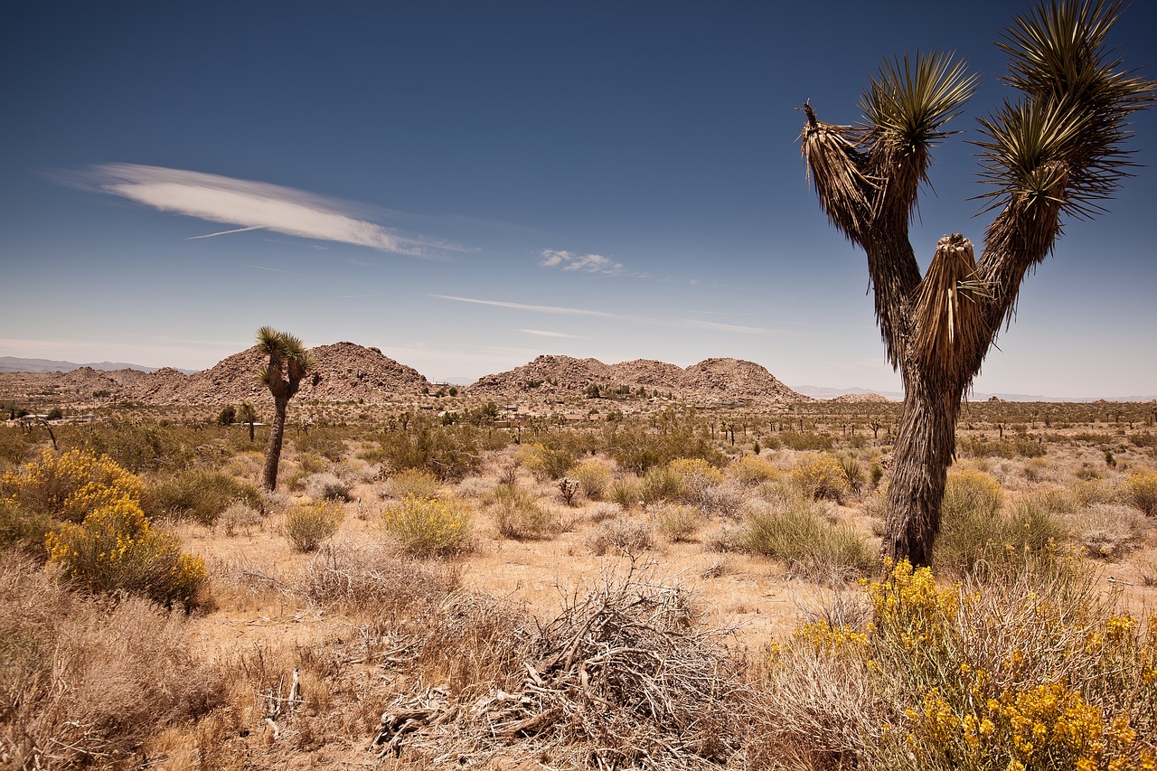 Image - usa travel joshua tree