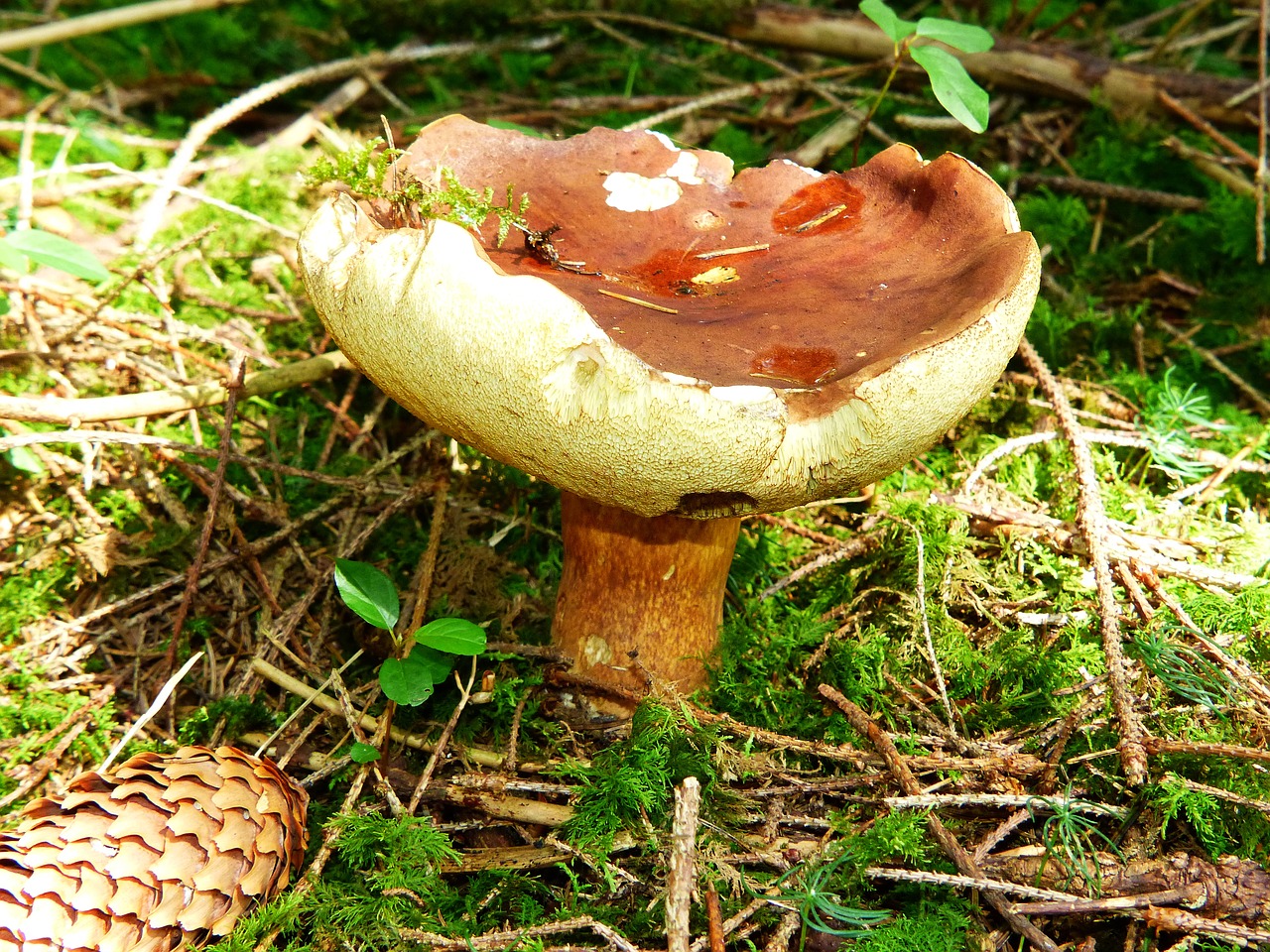 Image - black mushroom cep mushroom rac