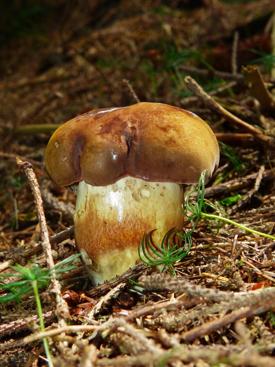 Image - black mushroom dark brown cap cep
