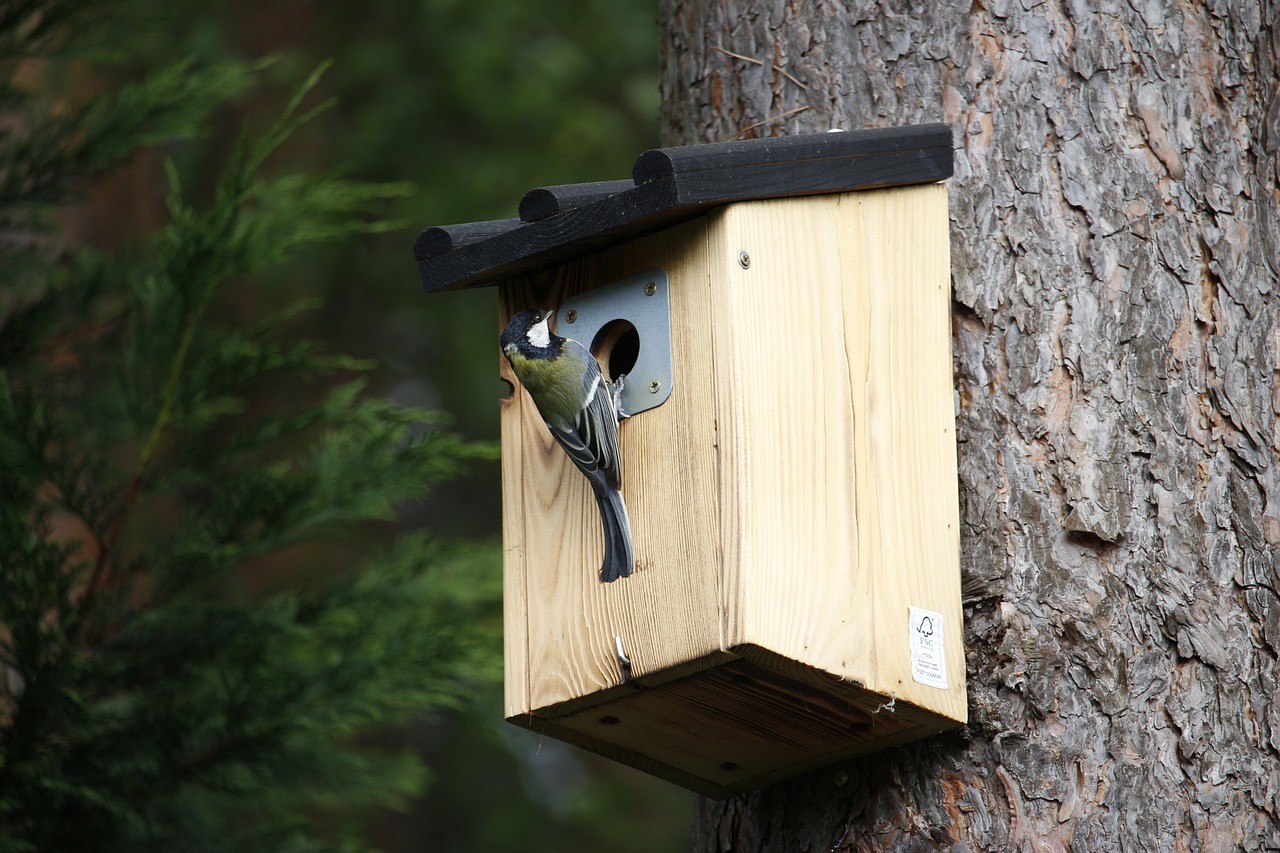 Image - tit aviary feed wood nature bird