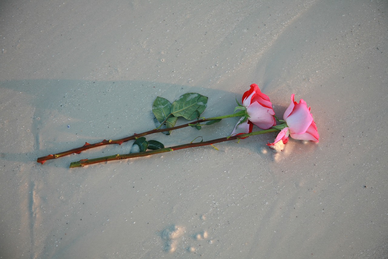 Image - two roses beach flower romance