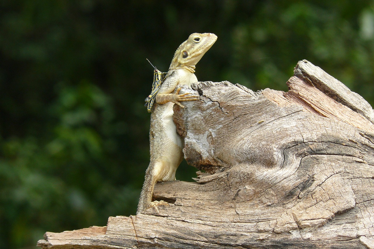 Image - nature lizard grasshopper green