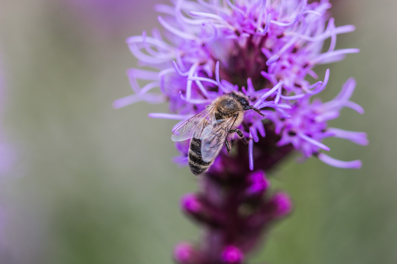 Image - liatris spicata splendor notch
