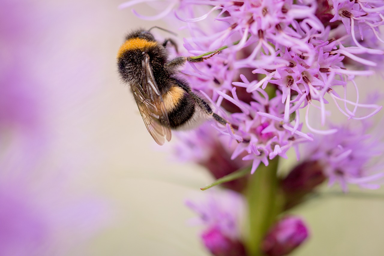 Image - liatris spicata splendor notch