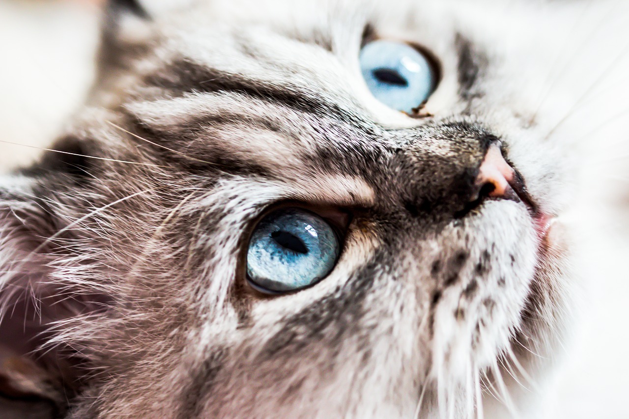 Image - cat siberian forest cat blue eye