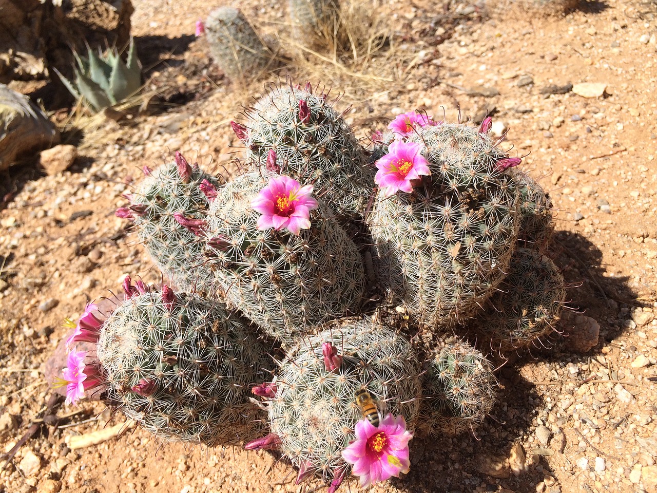 Image - cactus cacti pincushion pink