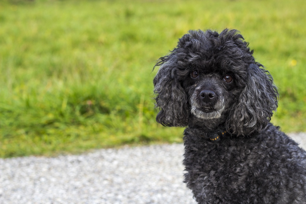 Image - dog doggy hunting dog hundeportrait