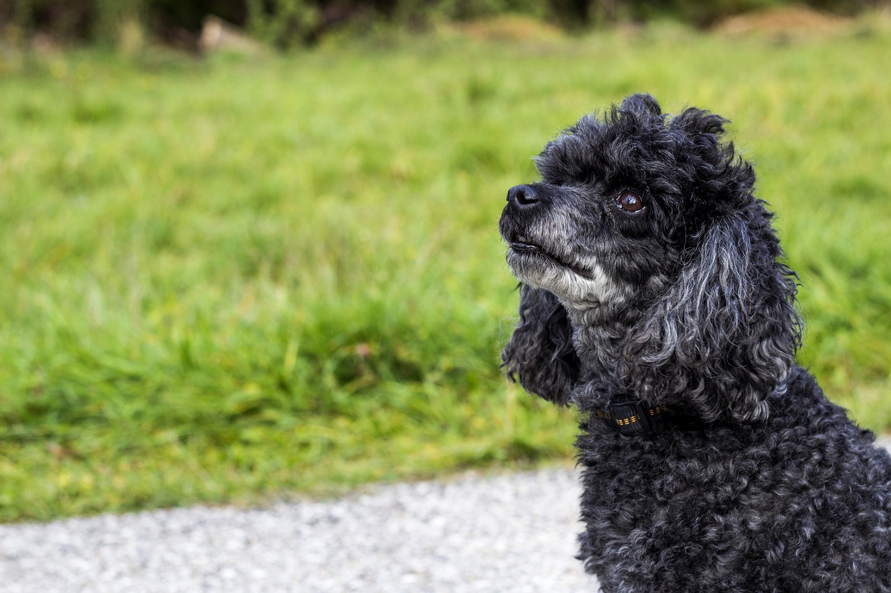 Image - dog doggy hunting dog hundeportrait