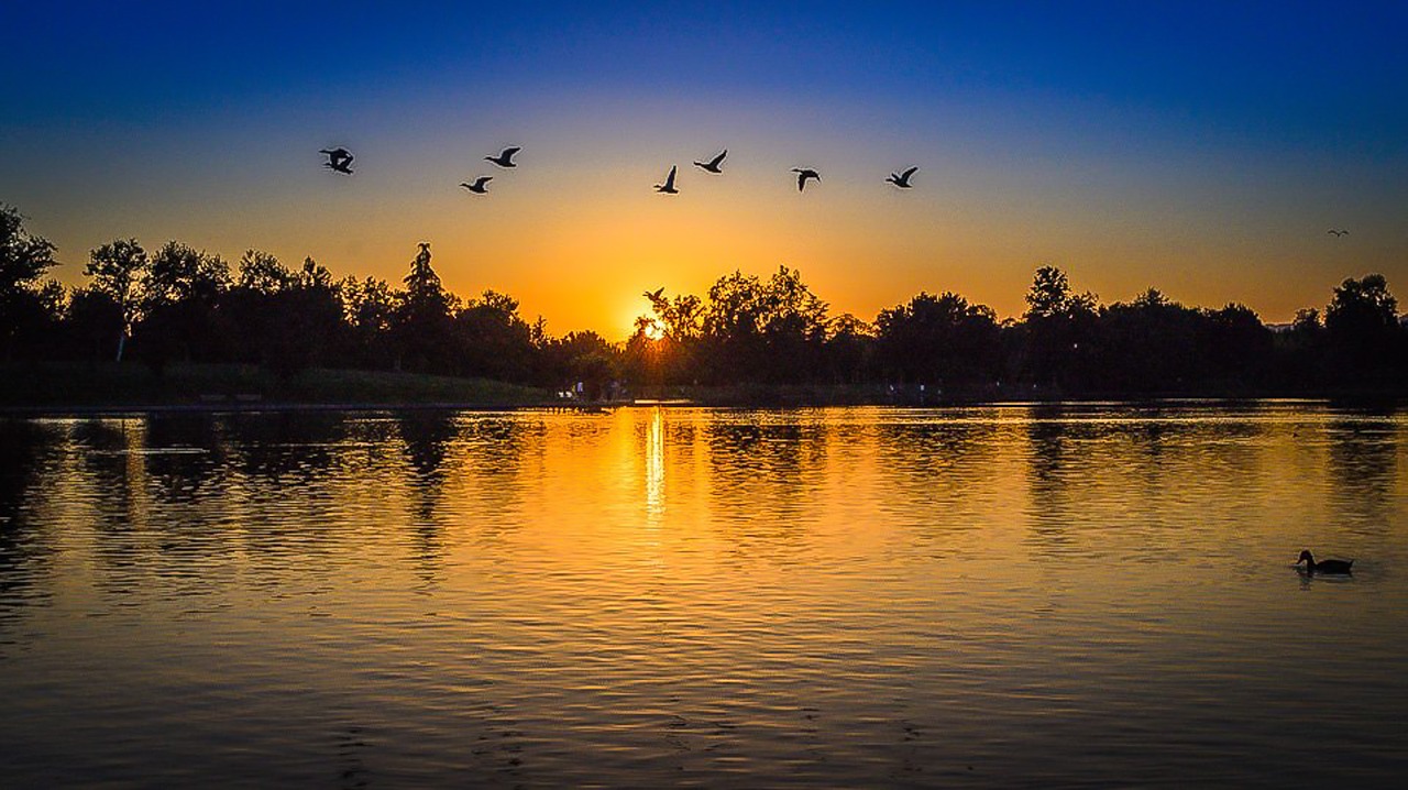 Image - park day ducks lake sun trees