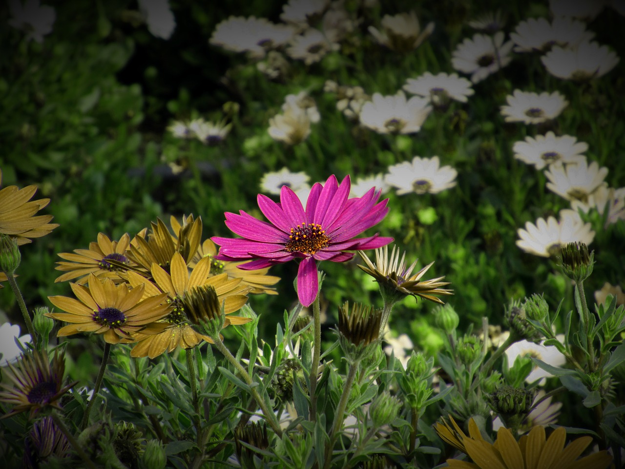 Image - flower flowers rosa flowery nature