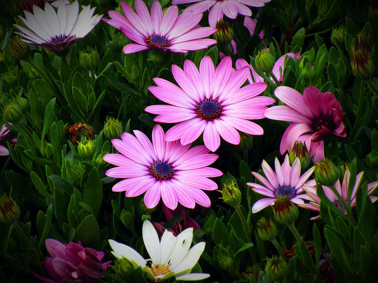 Image - flower flowers rosa flowery pink