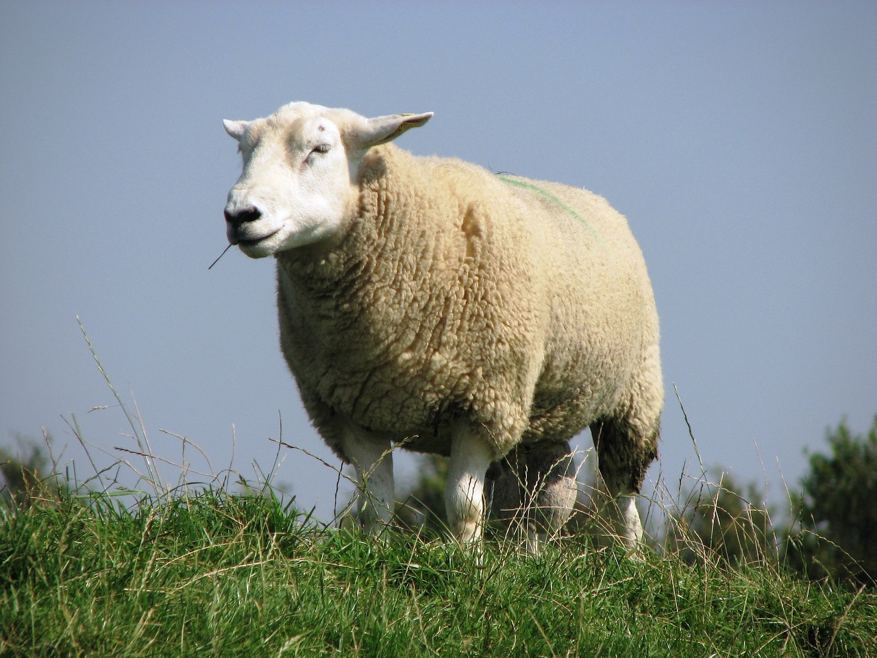 Image - deichschaf sheep north sea dike