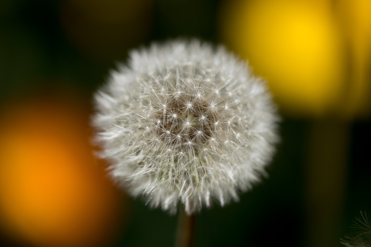Image - dandelion wild flower blossom grass