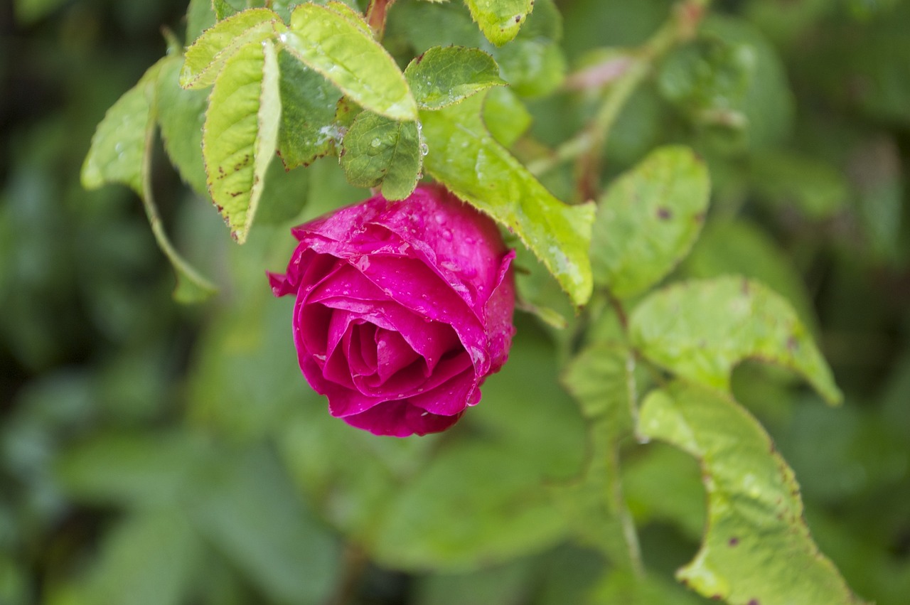 Image - red rose dewdrops flower red roses