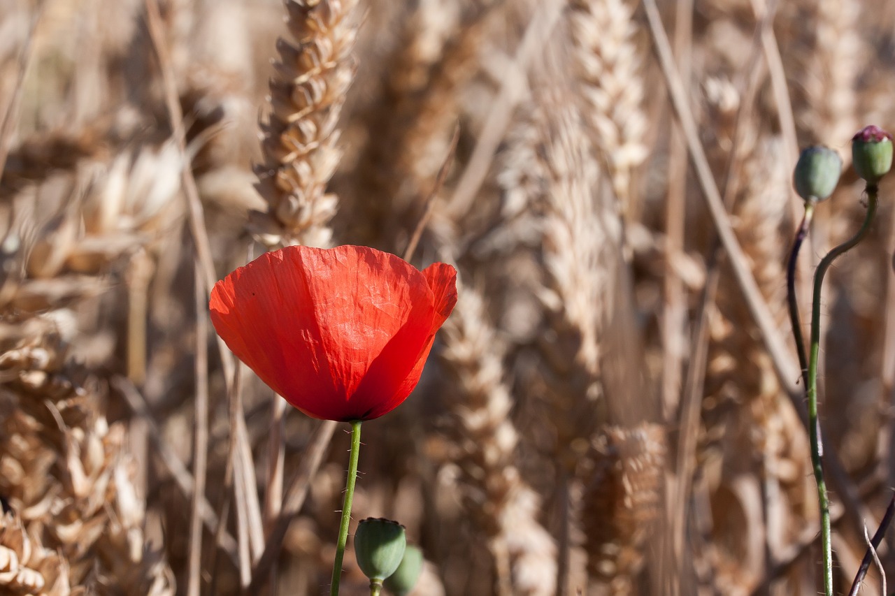 Image - poppy papaver sand poppy blossom