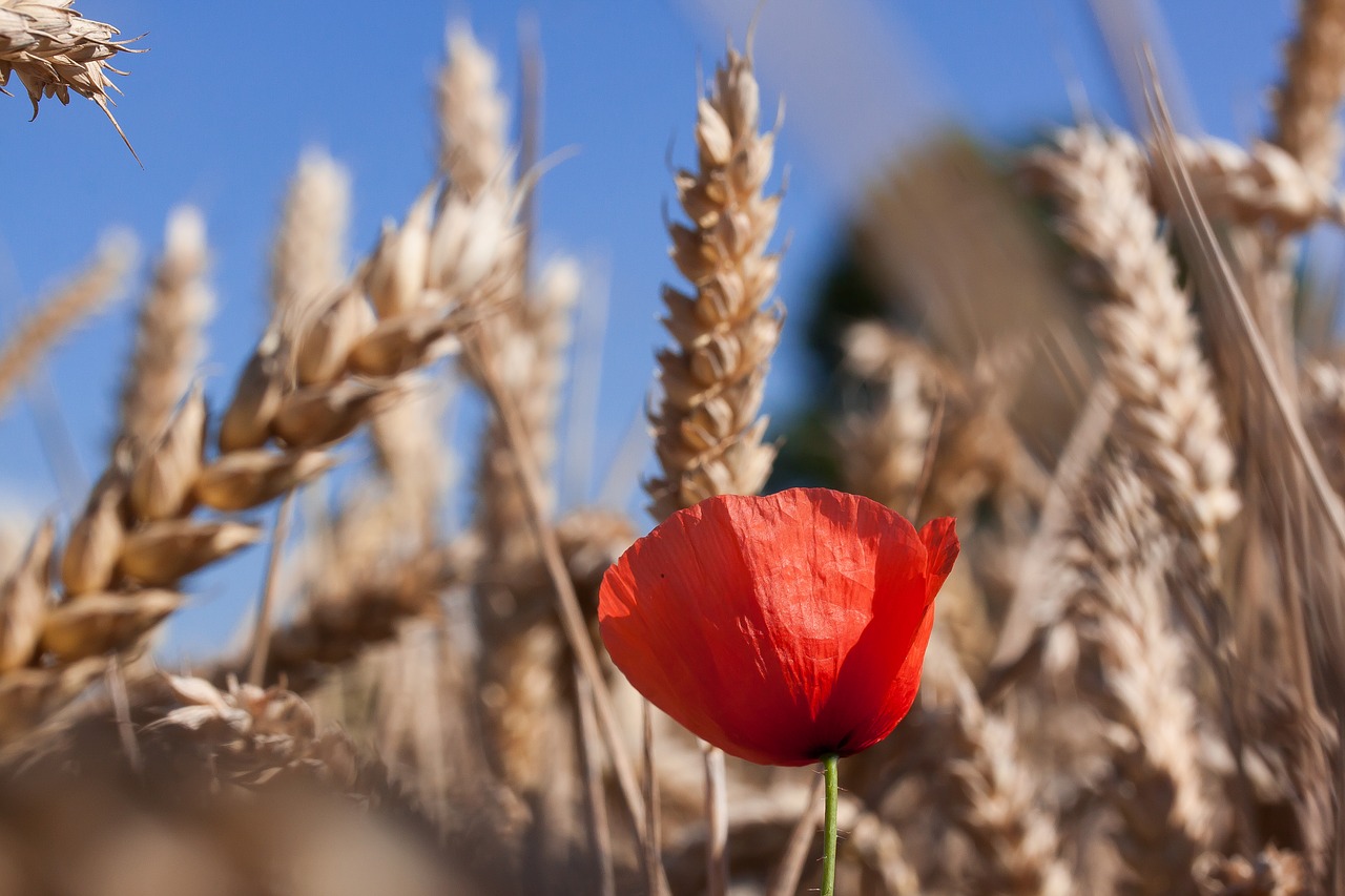 Image - poppy papaver sand poppy blossom