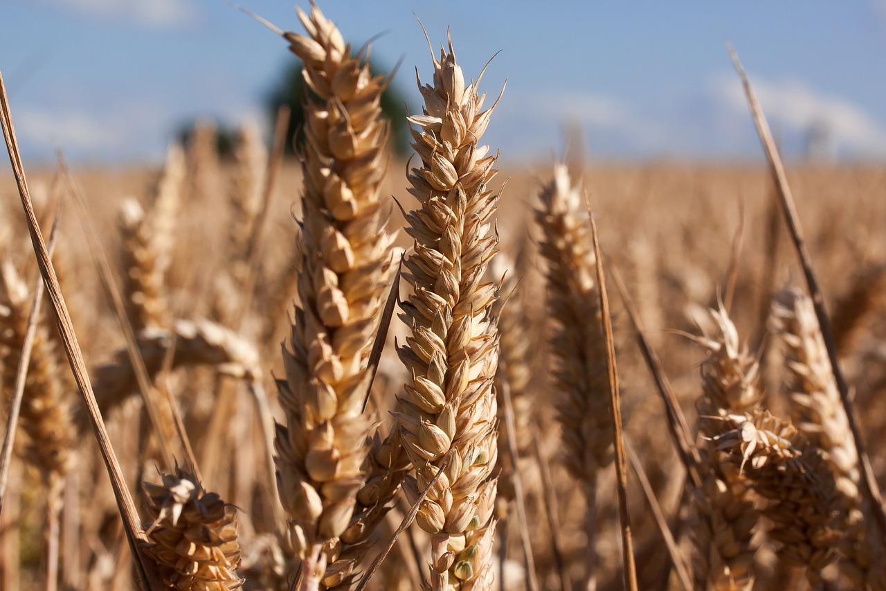 Image - ear cereals infructescence