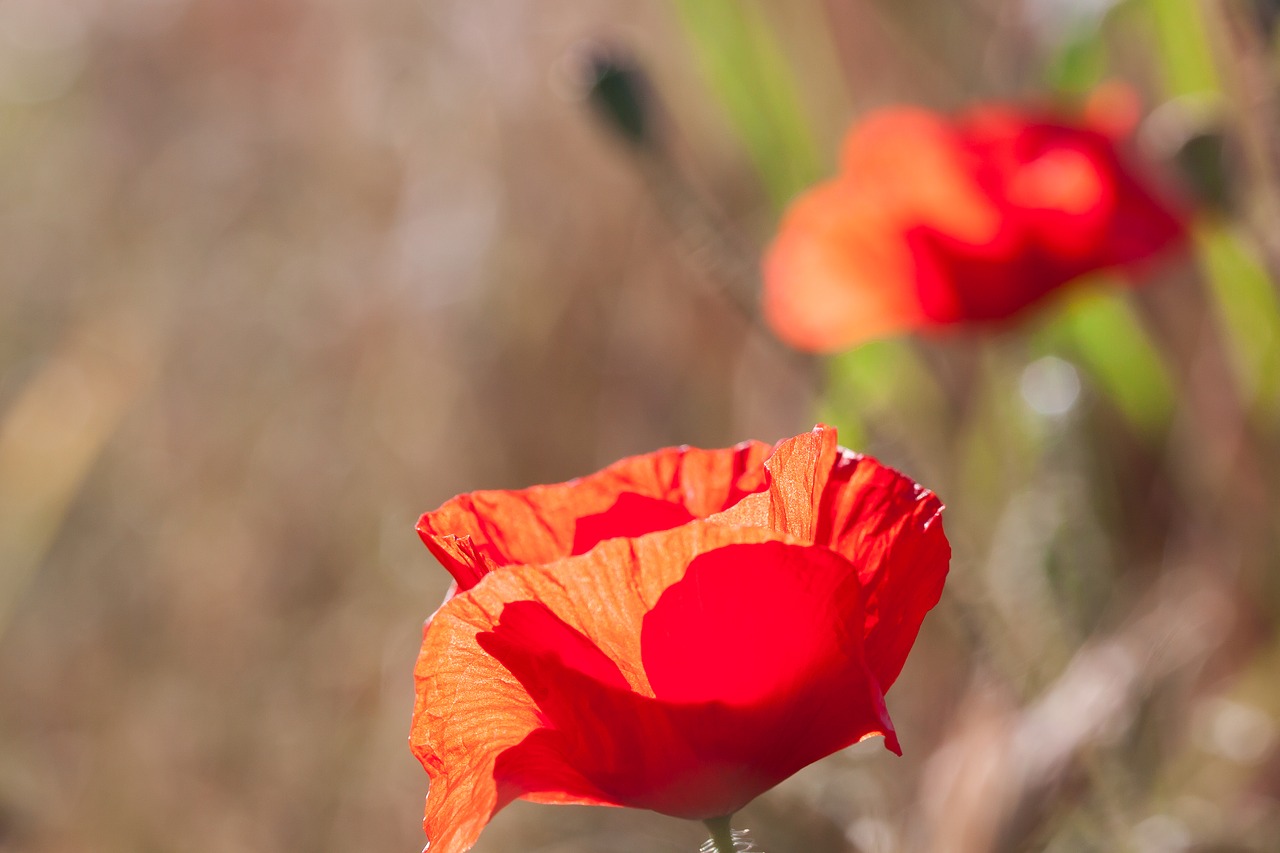 Image - poppy papaver sand poppy blossom