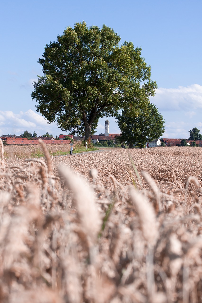 Image - cereals staple food grain cornfield