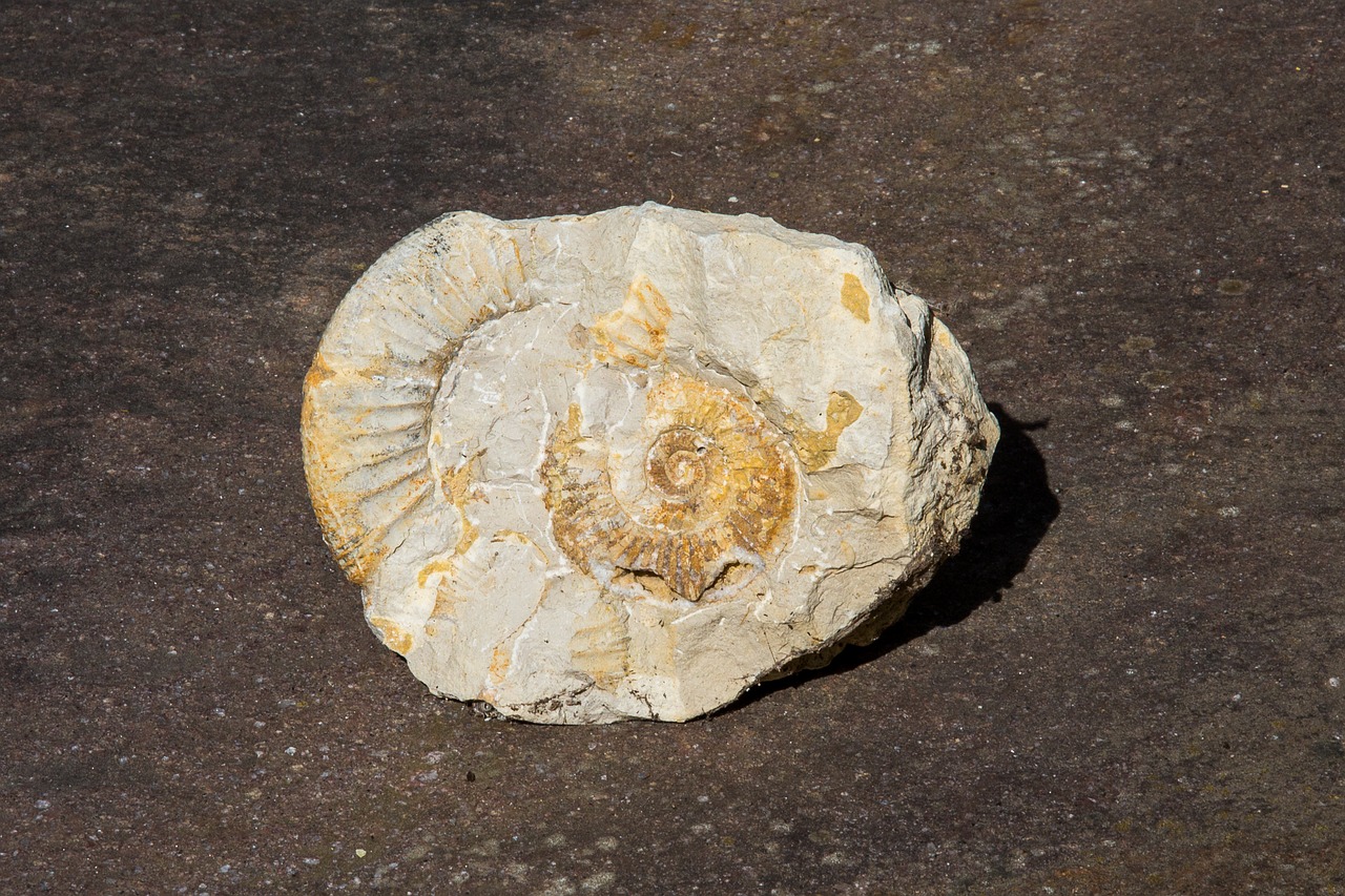 Image - ammonit petrification fossil