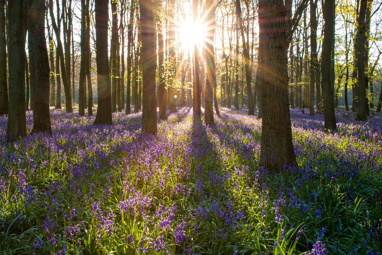 Image - bluebell forest england spring